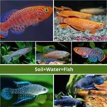 Load image into Gallery viewer, Magic ground Angel fish Egg in soil Hatching earth real fish Pet Biology Educational Learning Toys for Student Kid Boy Girl Gift